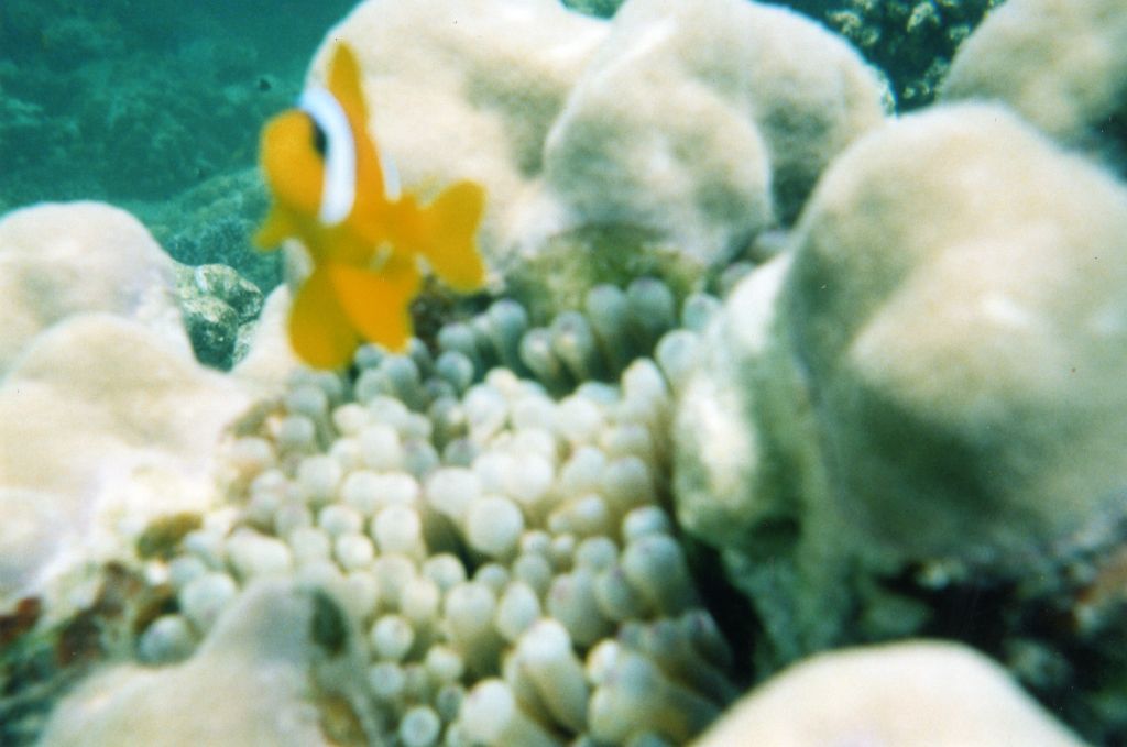 ID Amphiprioninae (Mar Rosso)